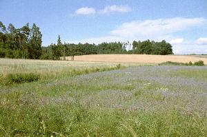 Auf der Frankenhöhe