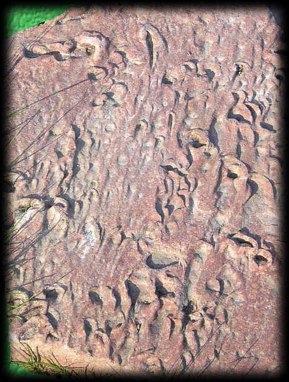 chiroterium2