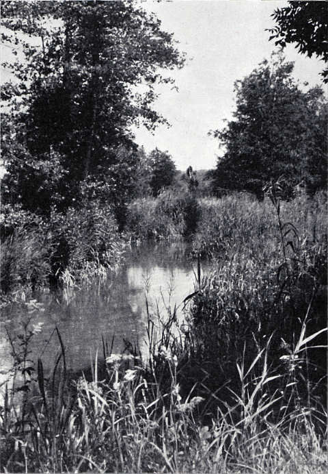 Im Schilf, an der Aach