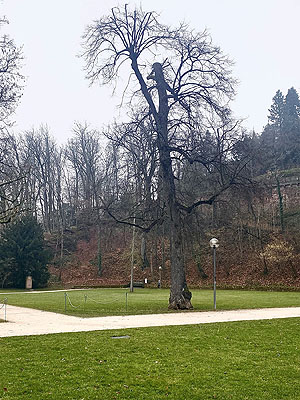 Kaiserlinde im Heidelberger Schlosspark mit Fäulnisschaden am Stammfuß. Fotos: Karin Seeber, ssg