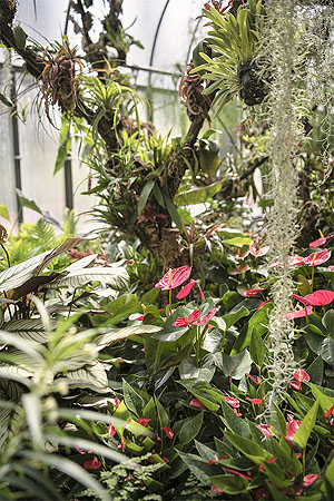 Große Flamingoblume (Anthurium andraeanum)