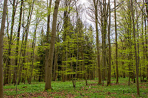 Buchenwald im Nationalpark Hainich. Foto: Stefan Bernhardt, iDiv