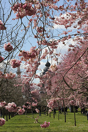 Baumblüte im Kirschgarten, im Hintergrund die Moschee. Foto: kulturer.be