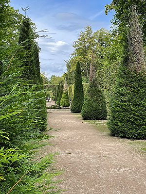Schlossgarten Schwetzingen, Zypressen in der Urnenallee. Schäden an den Pflanzen sind unübersehbar. Foto: kulturer.be