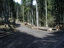 Waldweg mit geschlagenen Bäumen