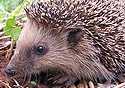 Igel