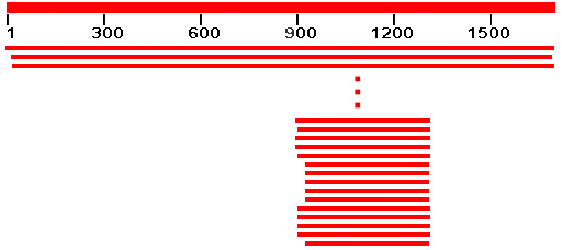 Blastn_Overview_bottom