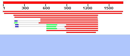 HSP_in_Musca