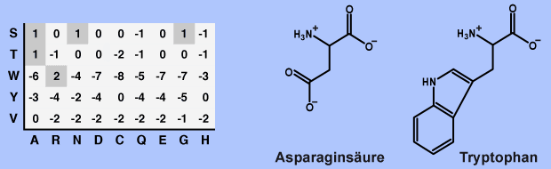 PAM250gross_Auschnitt_Trp_Asp