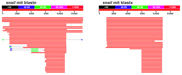 blastn vs blastx