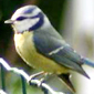 blaumeise