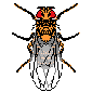 Drosophila