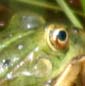 Frosch