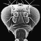 drosophila