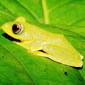 frosch
