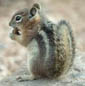 streifenhörnchen