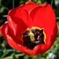 Tulpe