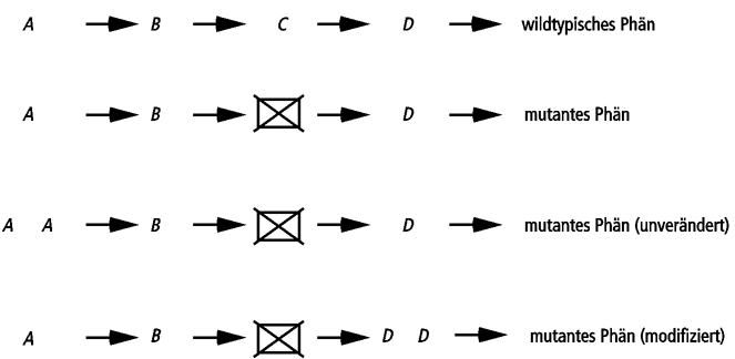 Abb.12