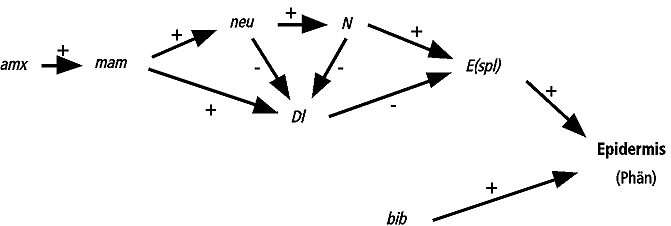 Abb.13