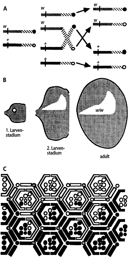 Abb.28