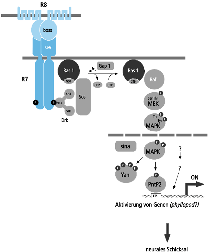 Abb.31