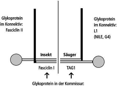 Abb.47