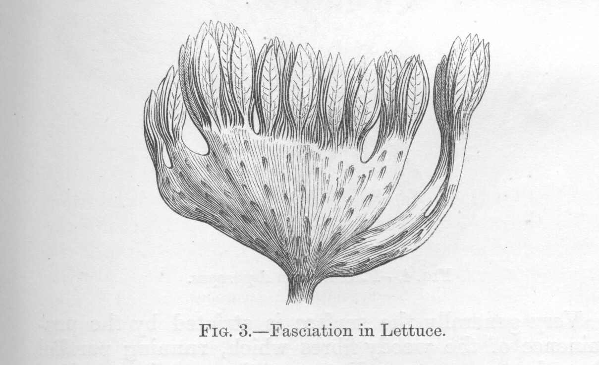 seite_046a.jpg