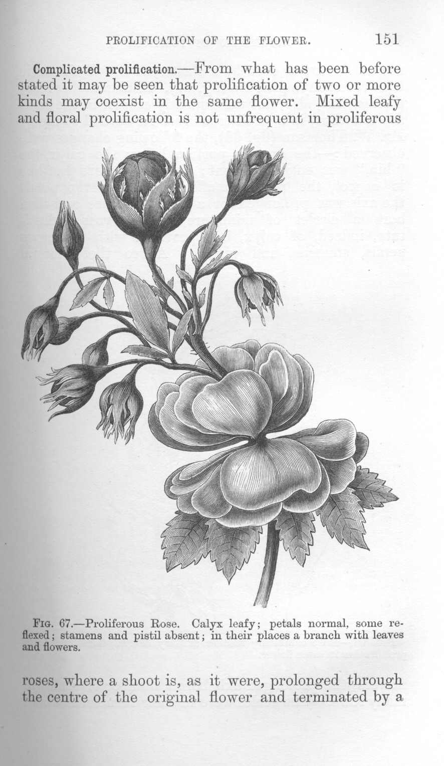 seite_185.jpg