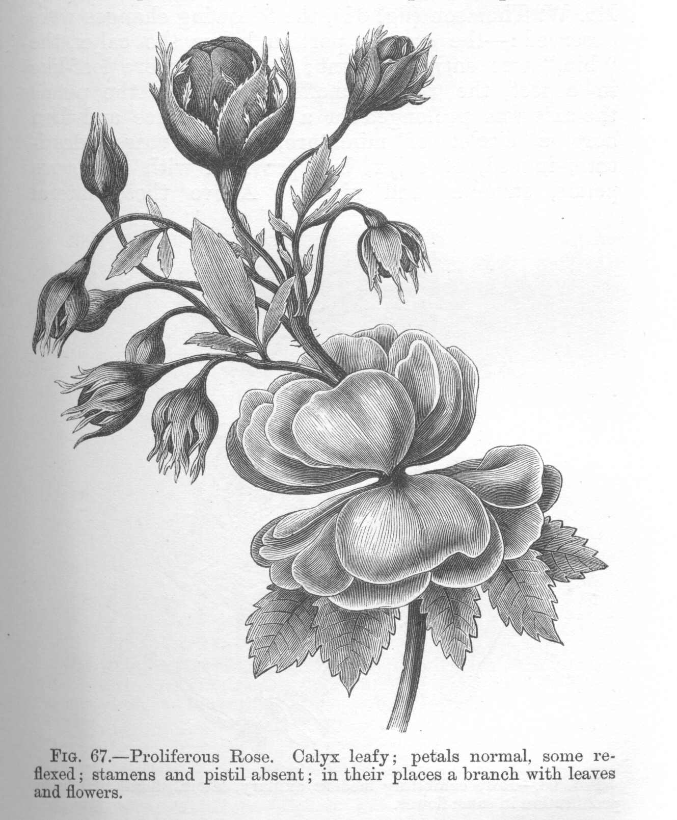 seite_185a.jpg