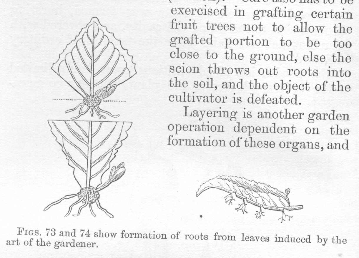 seite_194a.jpg