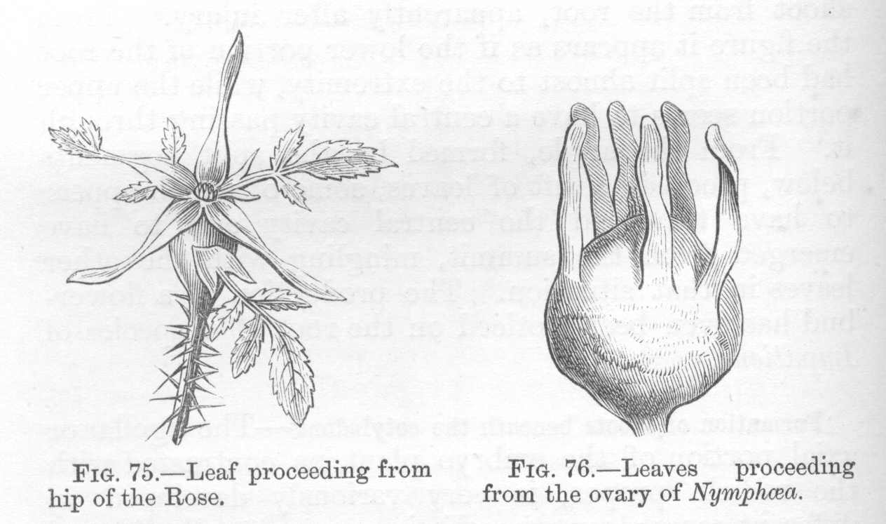 seite_196a.jpg