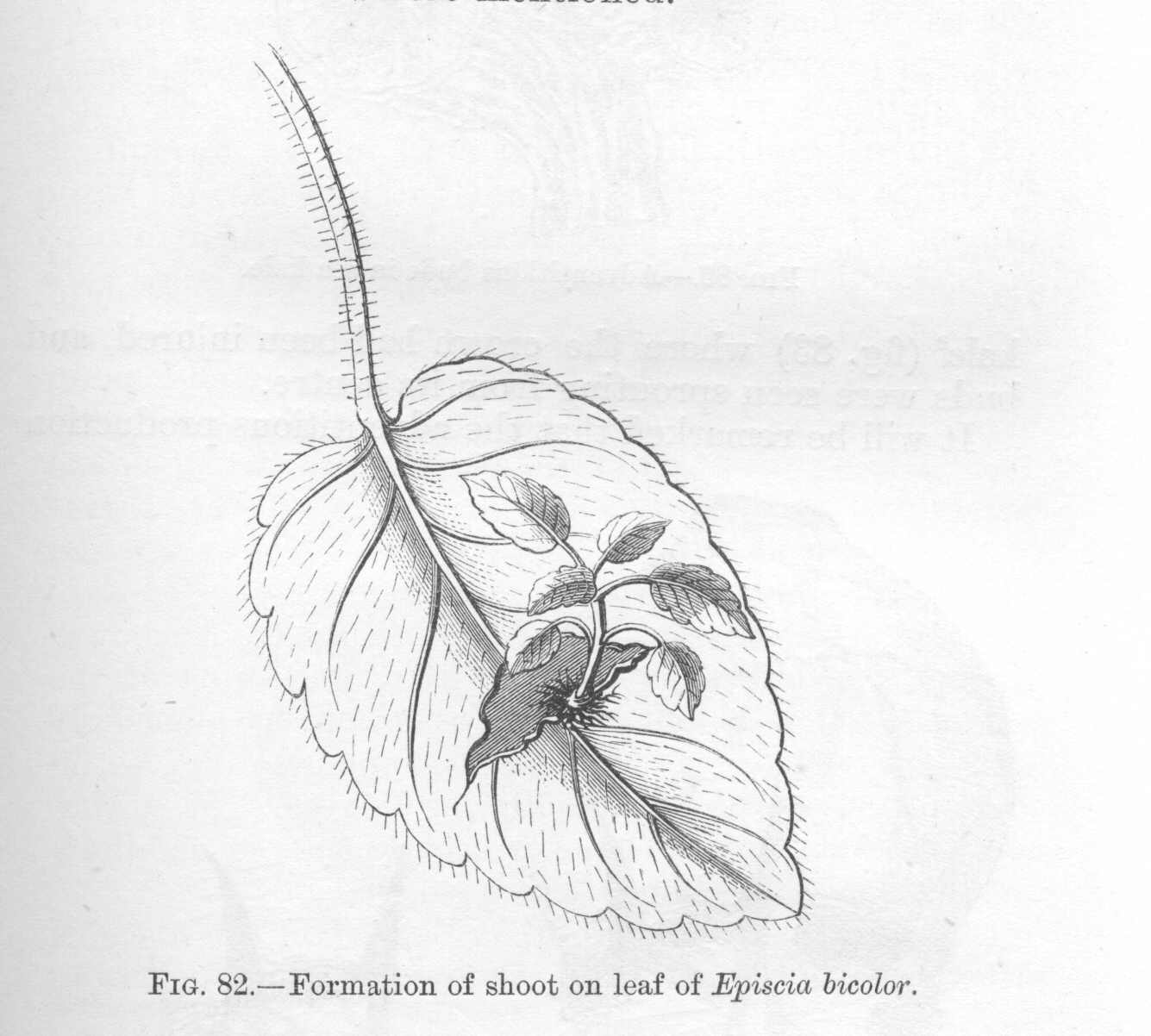 seite_205a.jpg