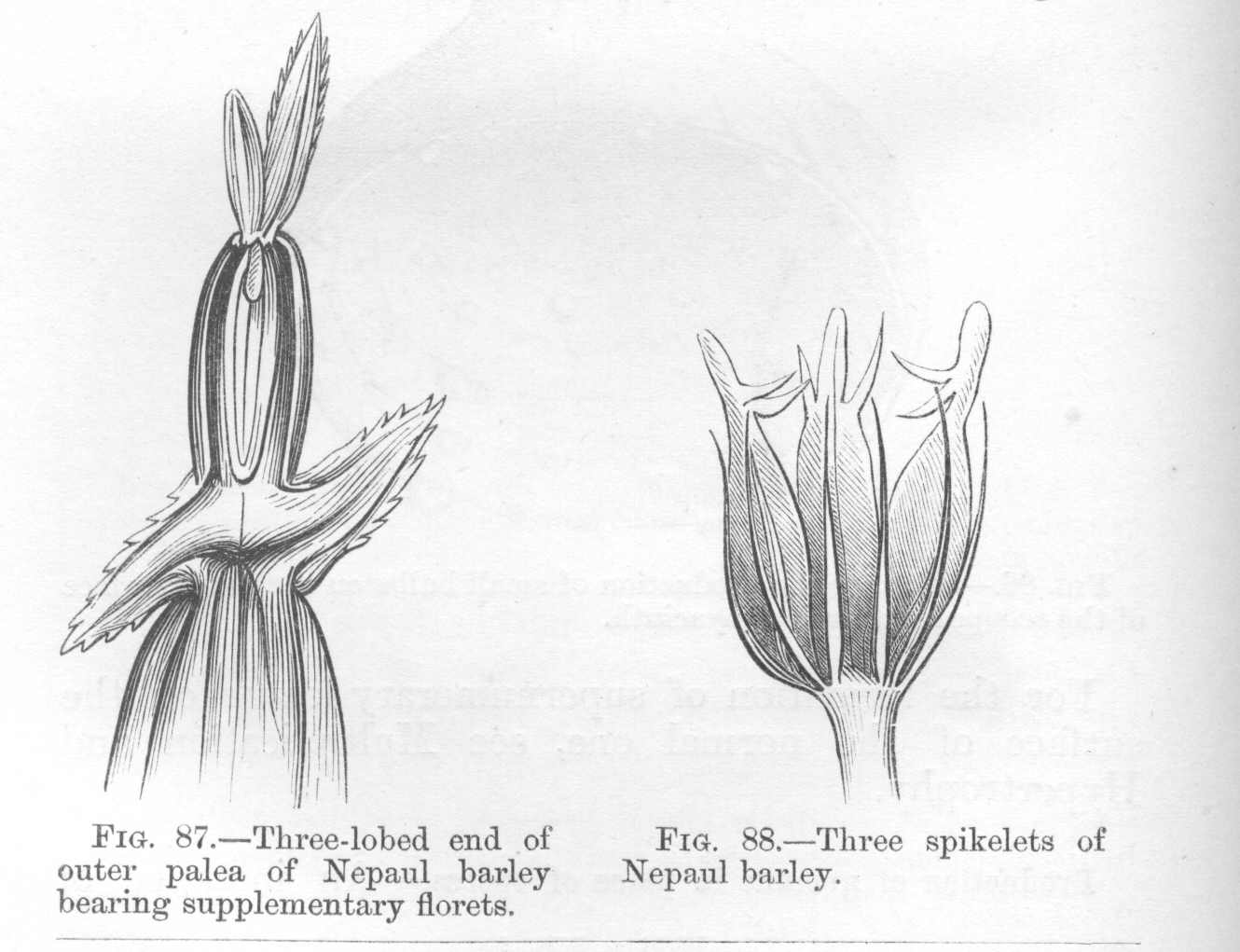 seite_208a.jpg