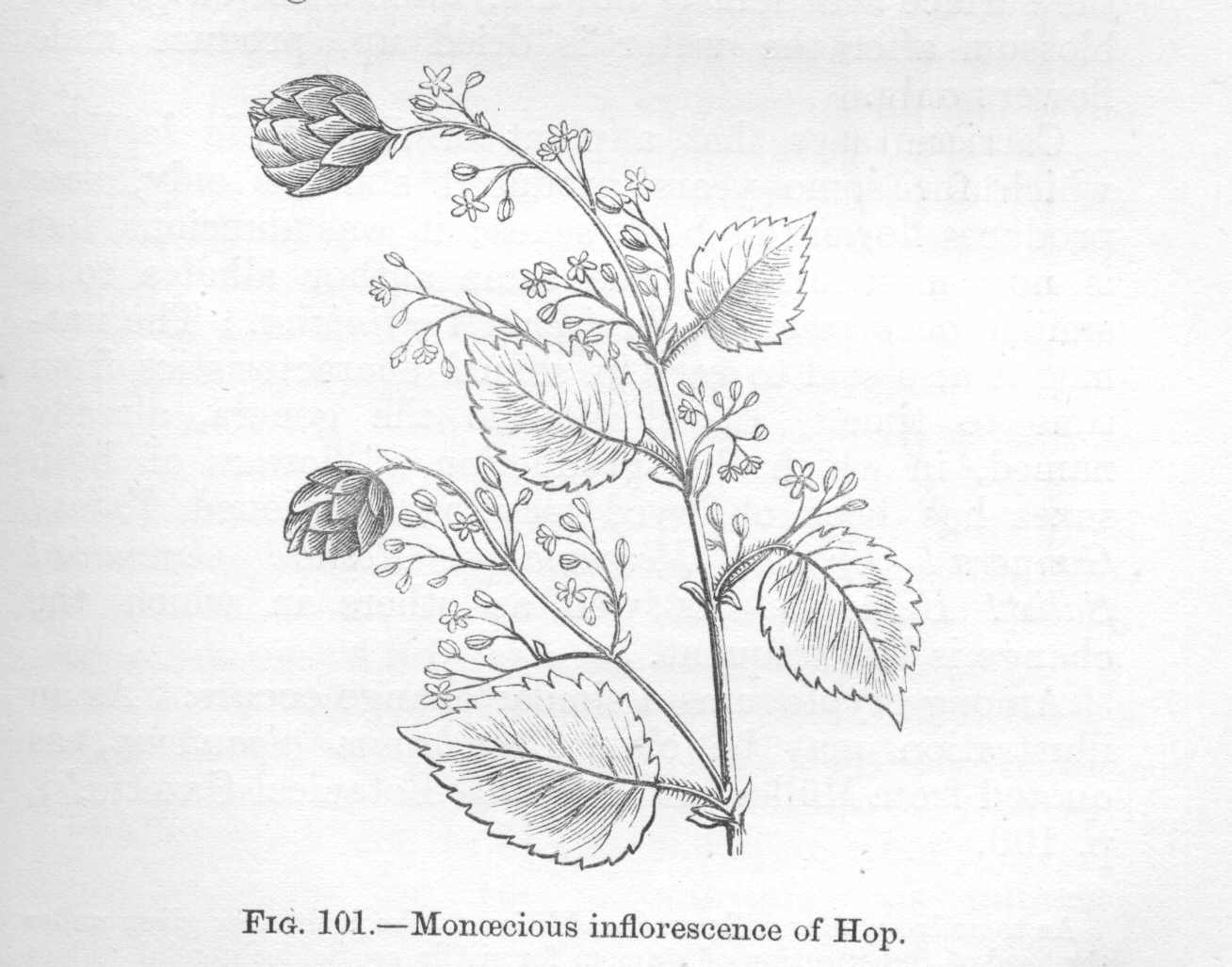 seite_227a.jpg