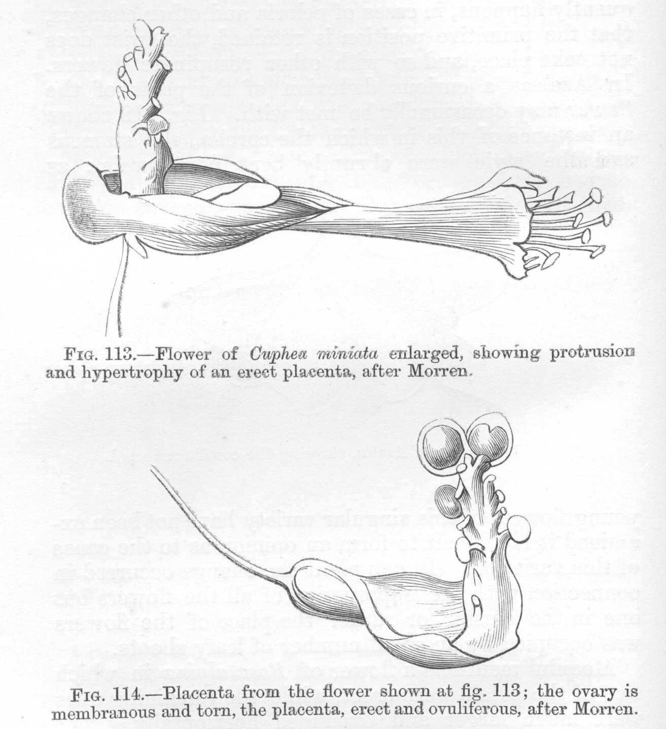 seite_244a.jpg