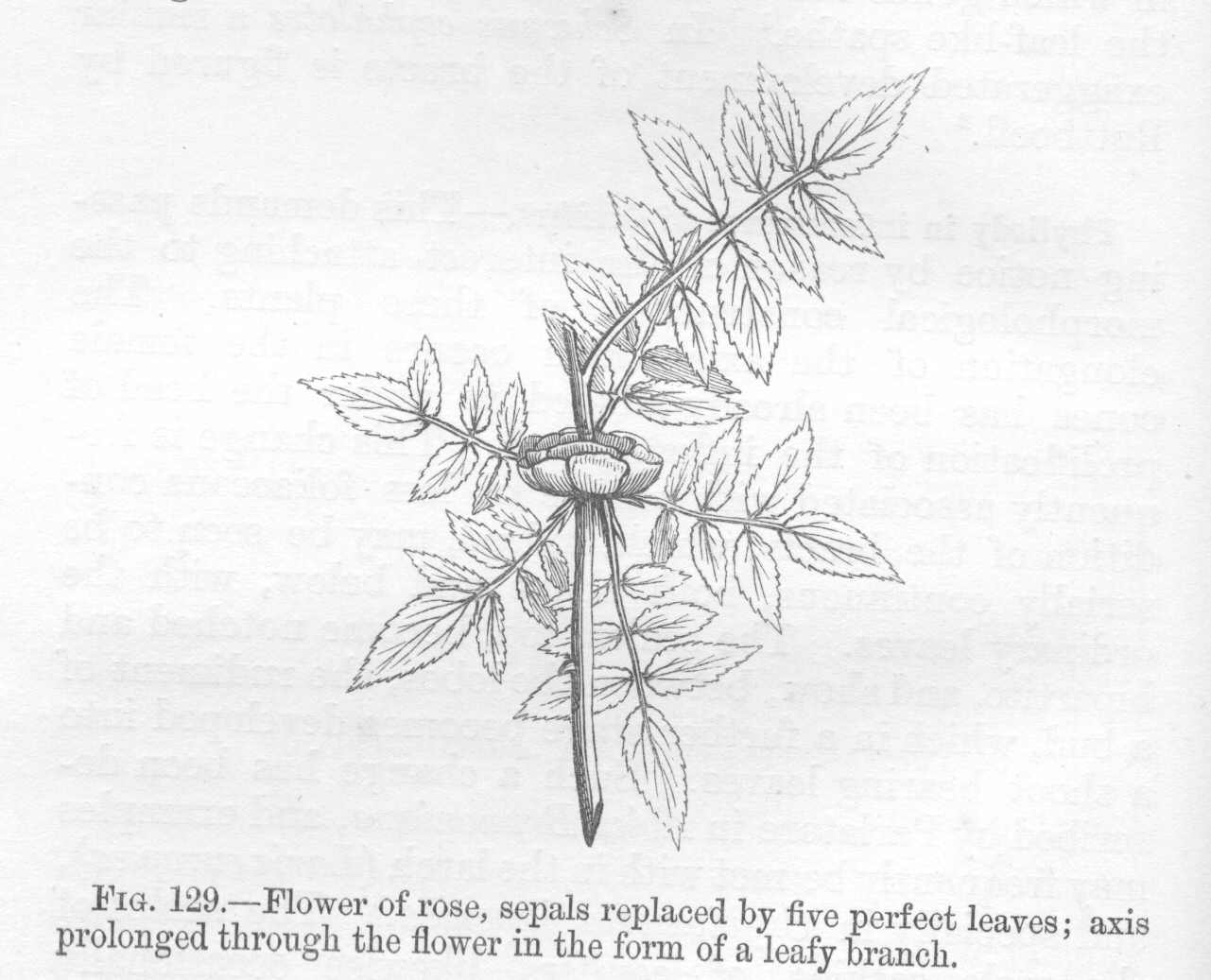 seite_278a.jpg