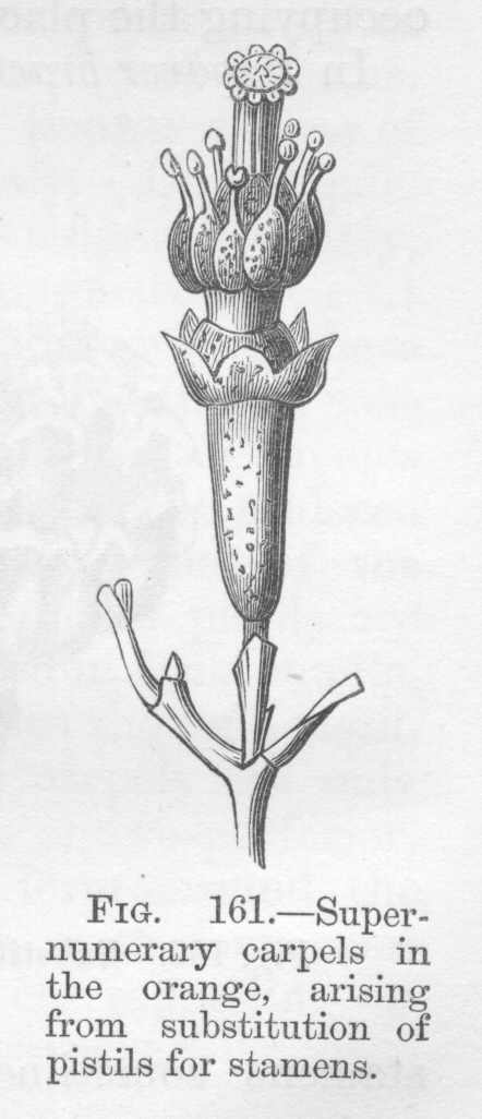 seite_336a.jpg