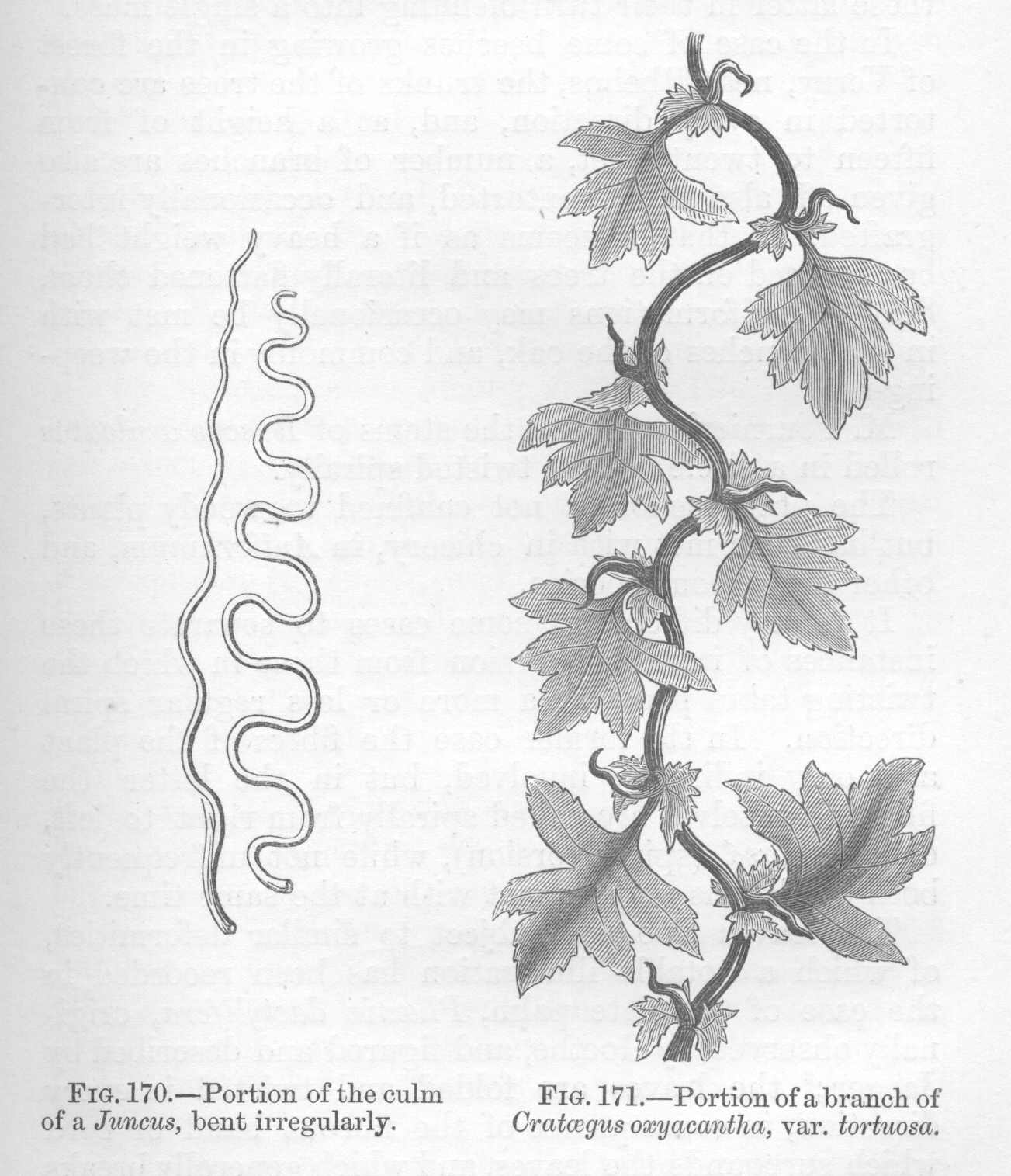 seite_351a.jpg