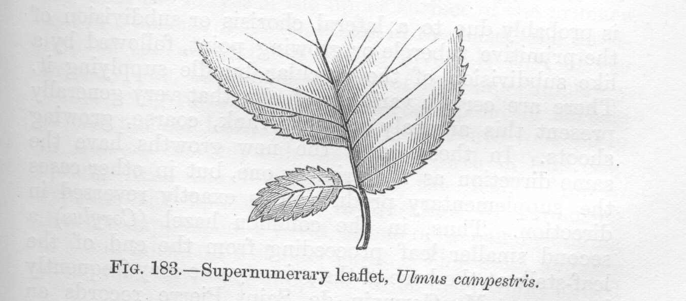 seite_387a.jpg