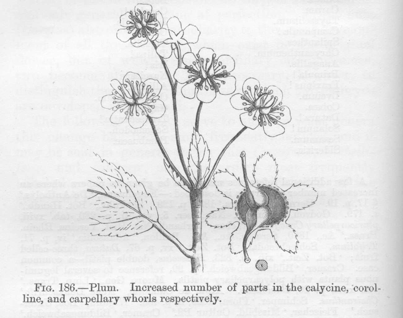seite_400a.jpg