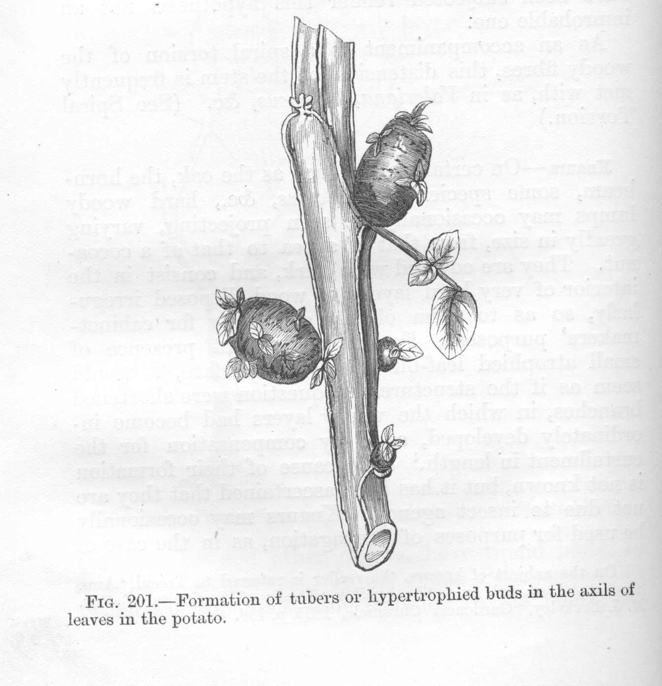 seite_454a.jpg