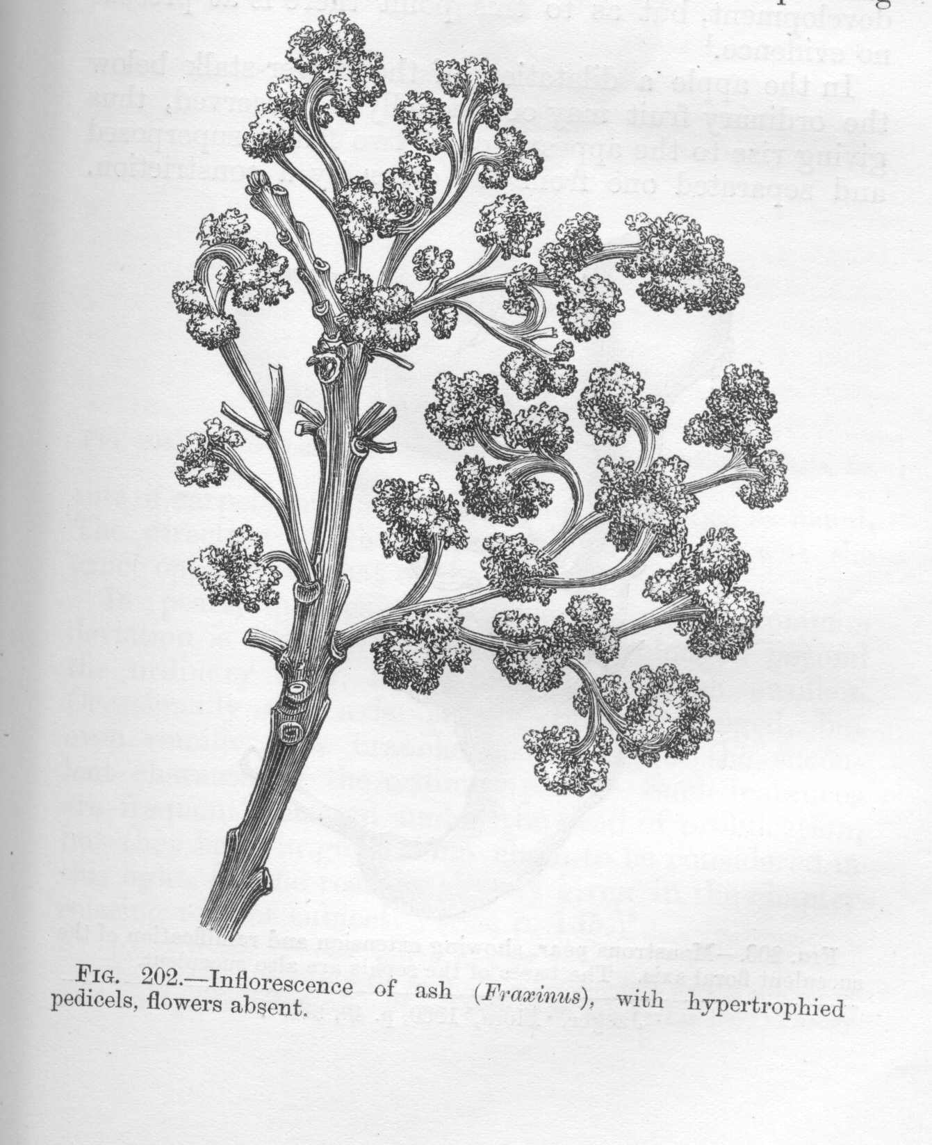 seite_455a.jpg