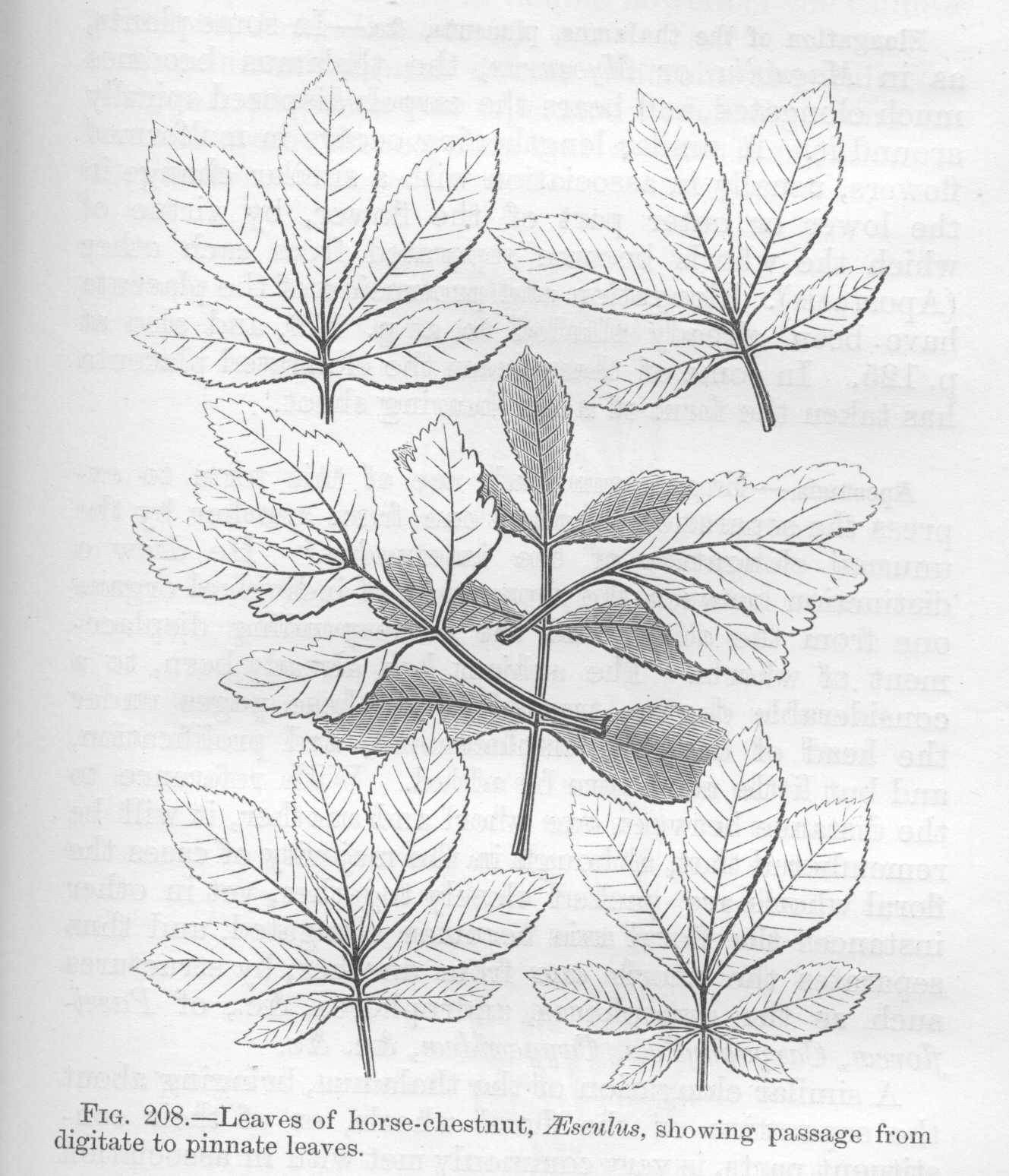 seite_473a.jpg