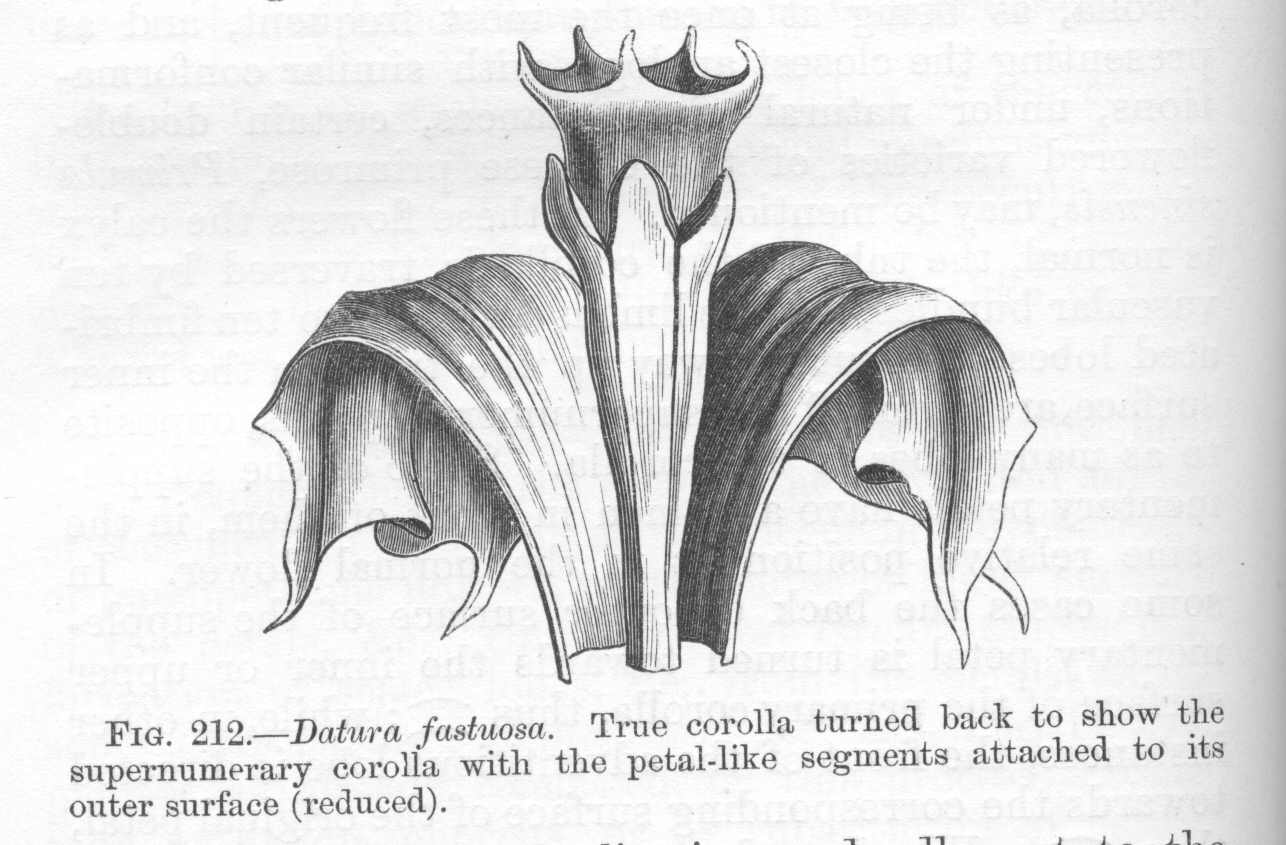 seite_484a.jpg