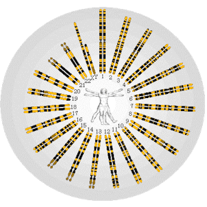 Schemadarstellung menschlicher Chromosomen