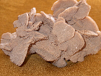Sandrose (Gipskristalle mit oberflchlich eingebauten Sandkrnern)