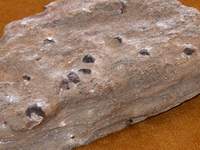 Gneis mit Granat (metamorphes Gestein)