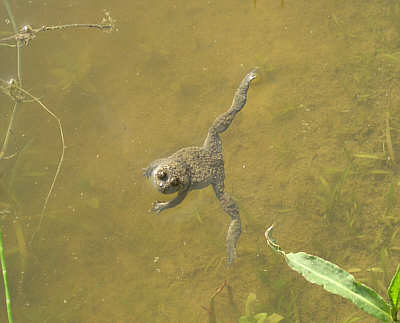 Gelbbauchunke