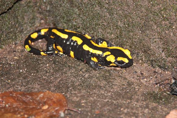 Feuersalamander
