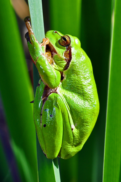 Laubfrosch